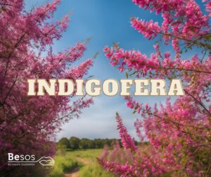 Indigofera 